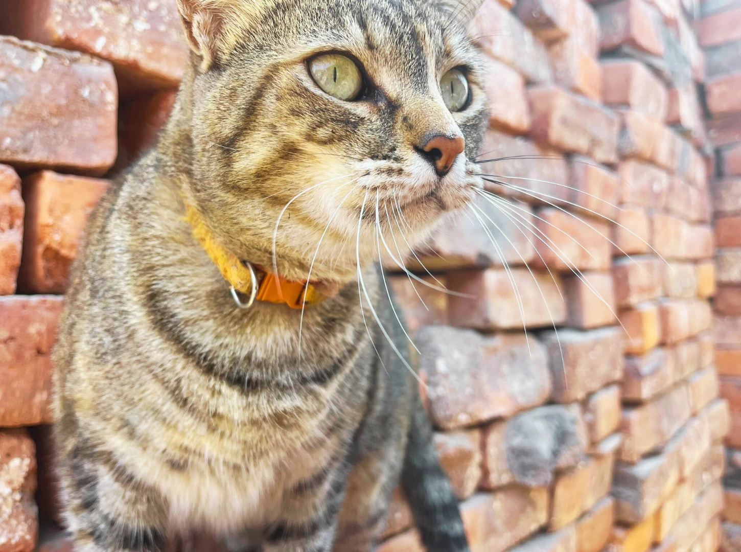 Portada del catálogo Ladrillos Rococho